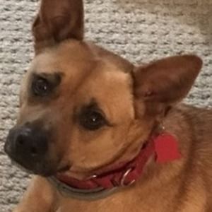 Meet your Posher, Robin